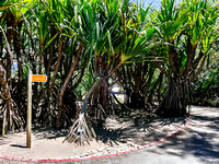 Palm Walkway