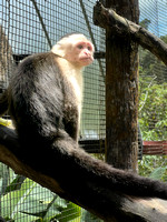 The Capuchin