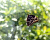 Butterfly Under Glass